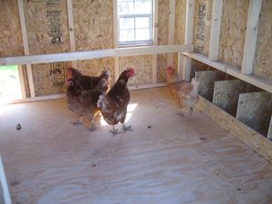 6 8 Gambrel Barn Chicken Coop Shedsnashville Com
